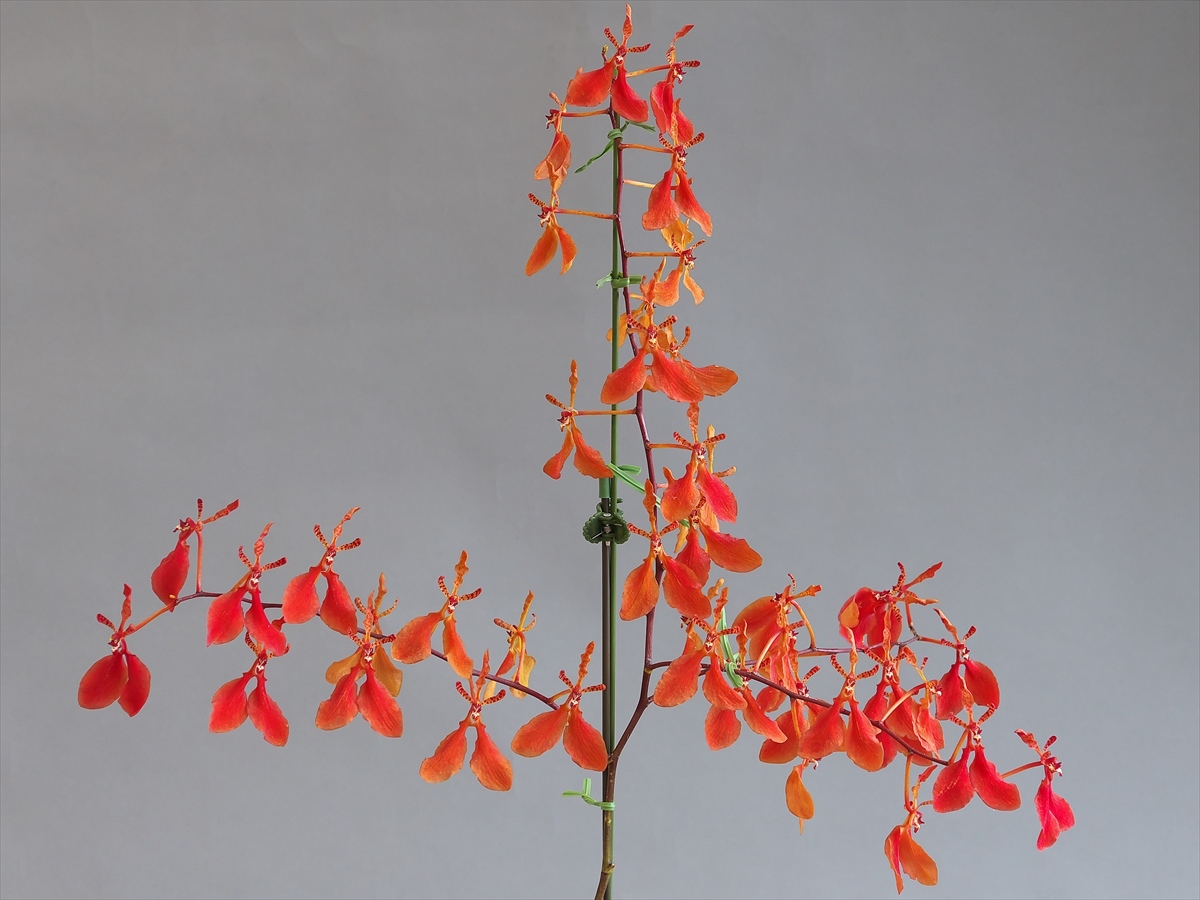 2022年6月度入賞花・展示花 : 所沢洋蘭会