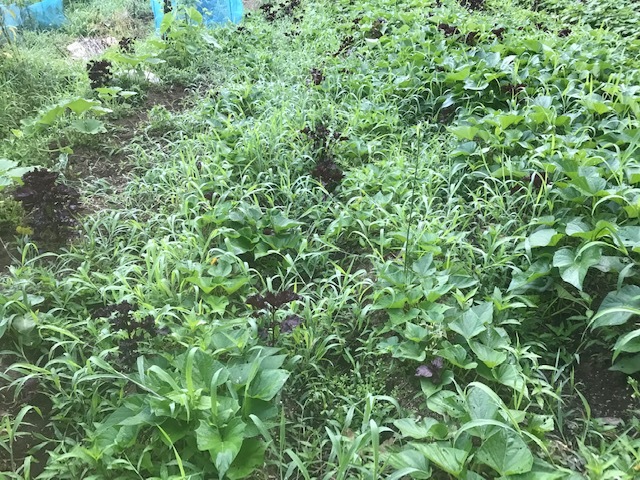 史上最速の梅雨明け！ピンチの里芋に籾殻6・28_c0014967_12564083.jpg