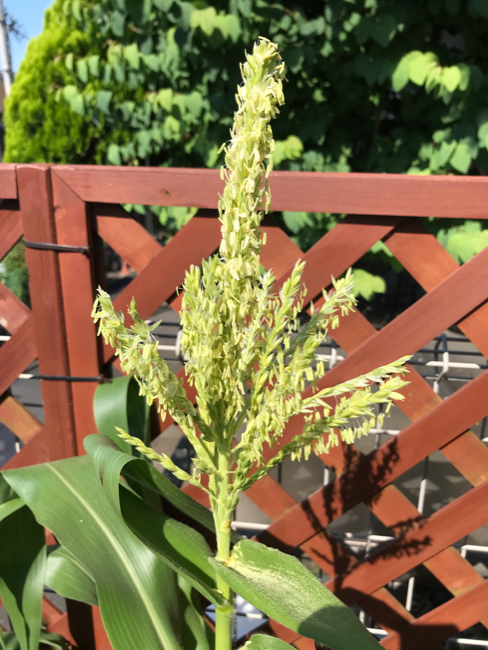 とうもろこしの花 本日も晴天なり ちょっとそこまで自転車で