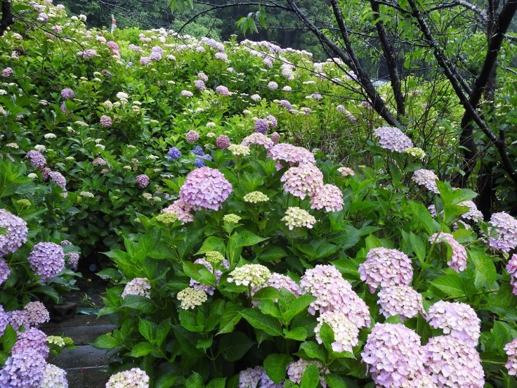 『霧の中の本巣市佐原の紫陽花園』_d0054276_20242087.jpg