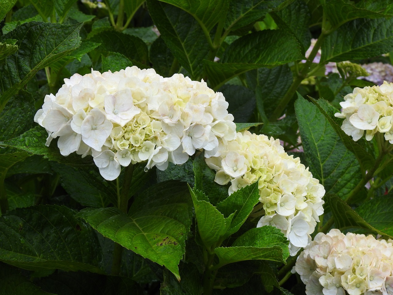 『霧の中の本巣市佐原の紫陽花園』_d0054276_20242612.jpg