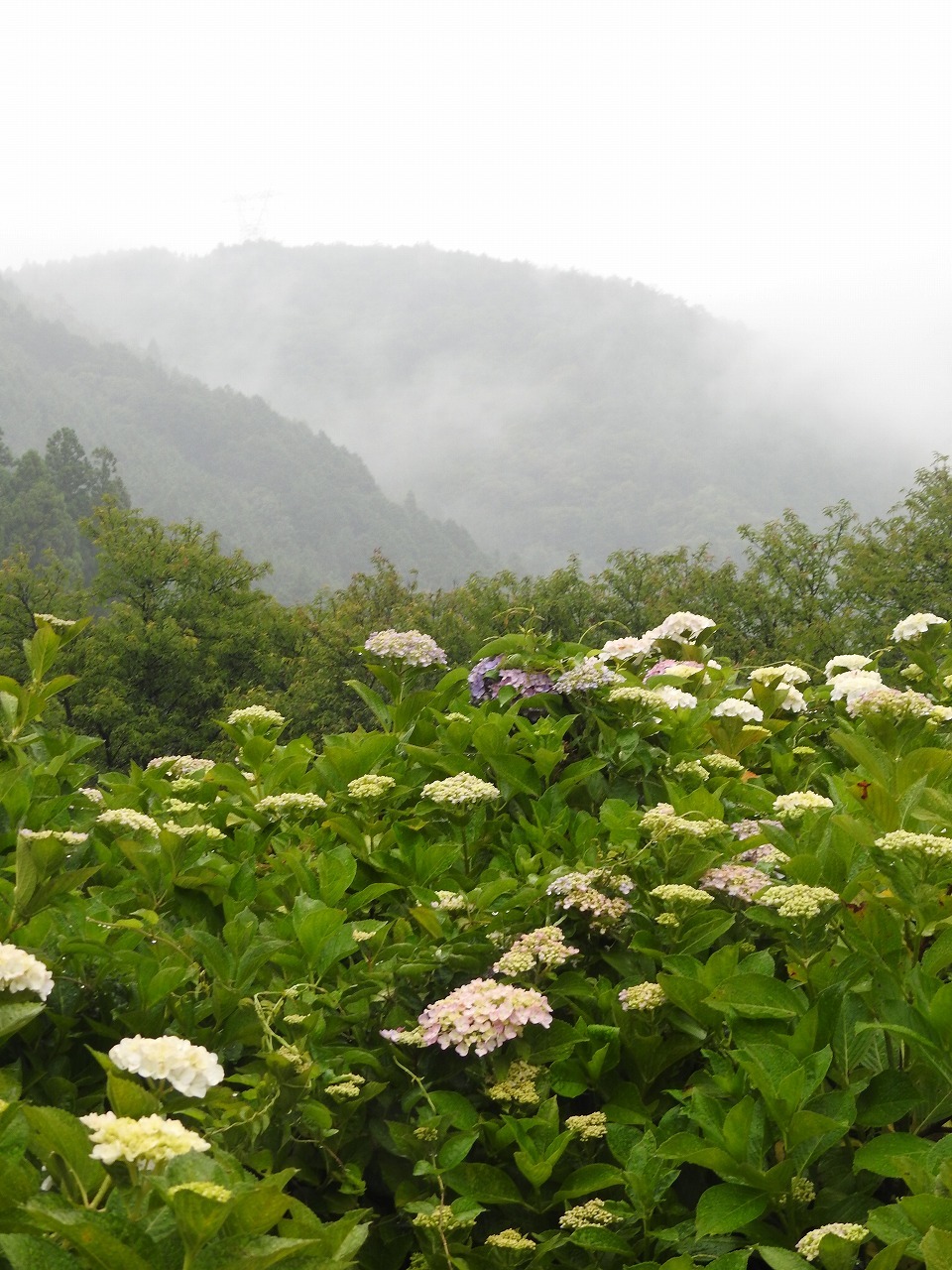 『霧の中の本巣市佐原の紫陽花園』_d0054276_20253622.jpg