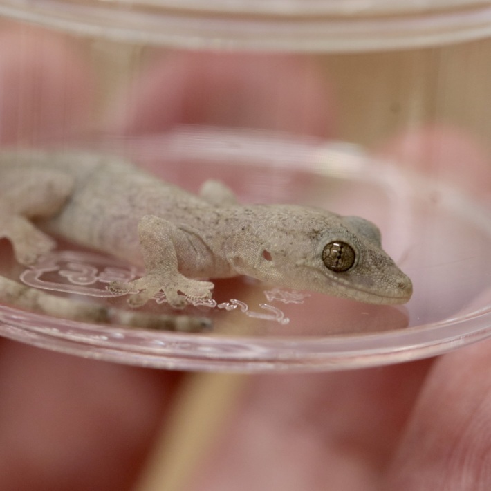 ヤモリに会いました！ : 葛飾区鎌倉公園
