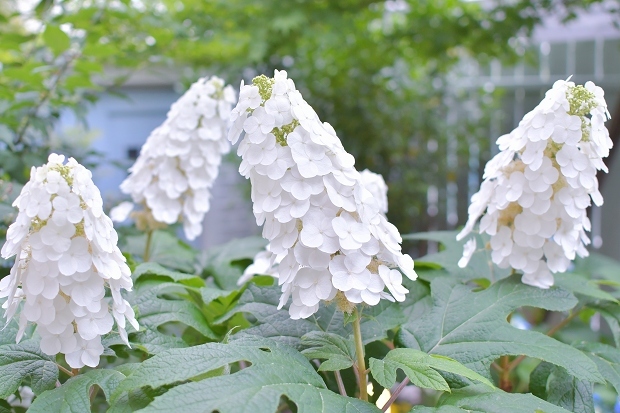 紫陽花の庭 2022_d0025294_17351131.jpg