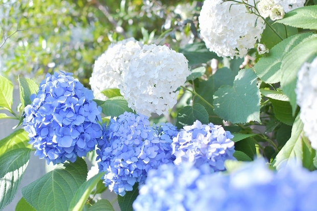 紫陽花の庭 2022_d0025294_17351265.jpg