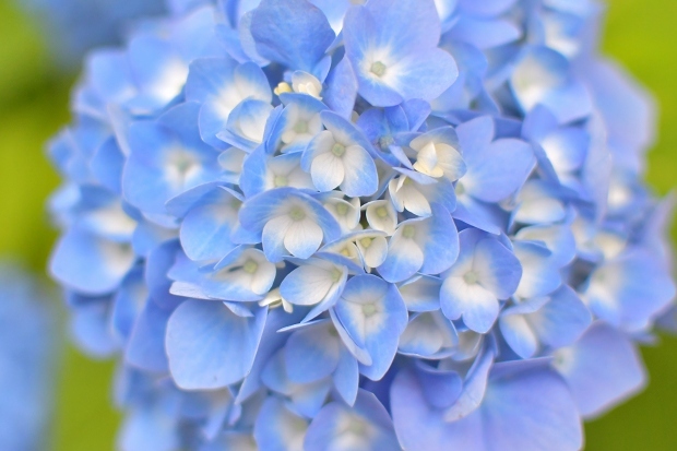 紫陽花の庭 2022_d0025294_21552269.jpg