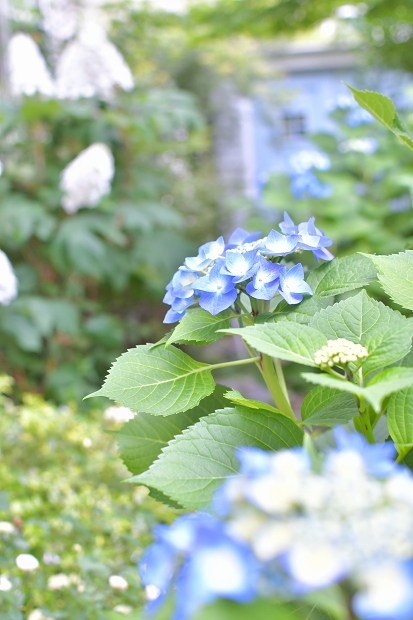 紫陽花の庭 2022_d0025294_21552388.jpg