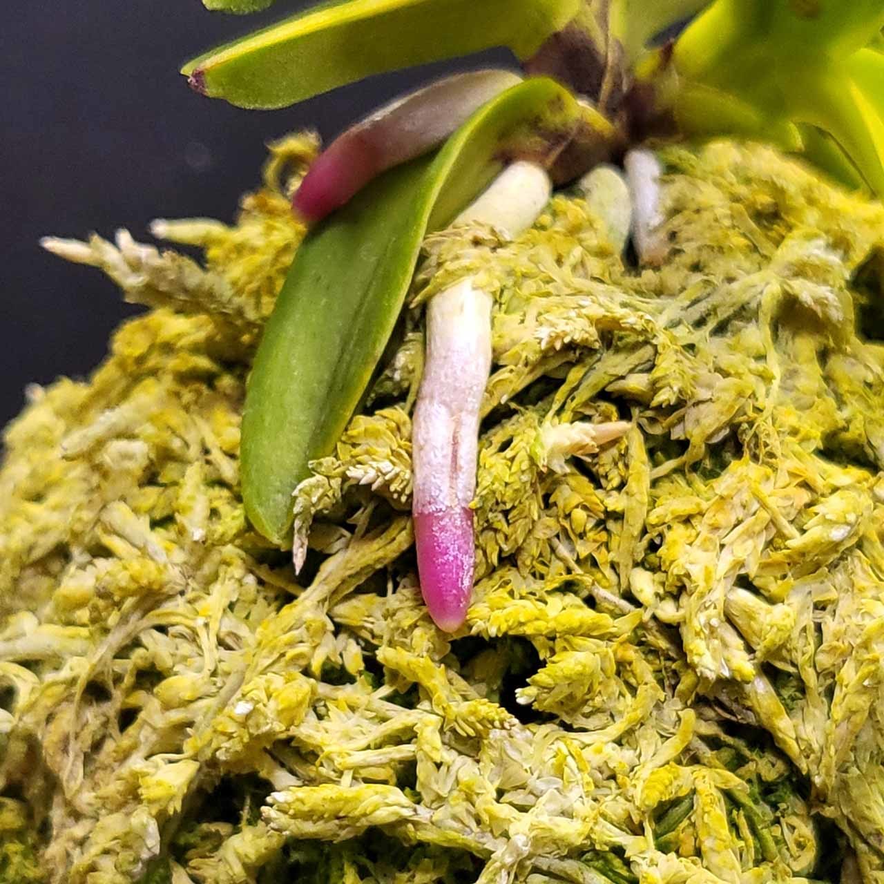 富貴蘭 ルビー根考 : 富貴蘭チャンネル