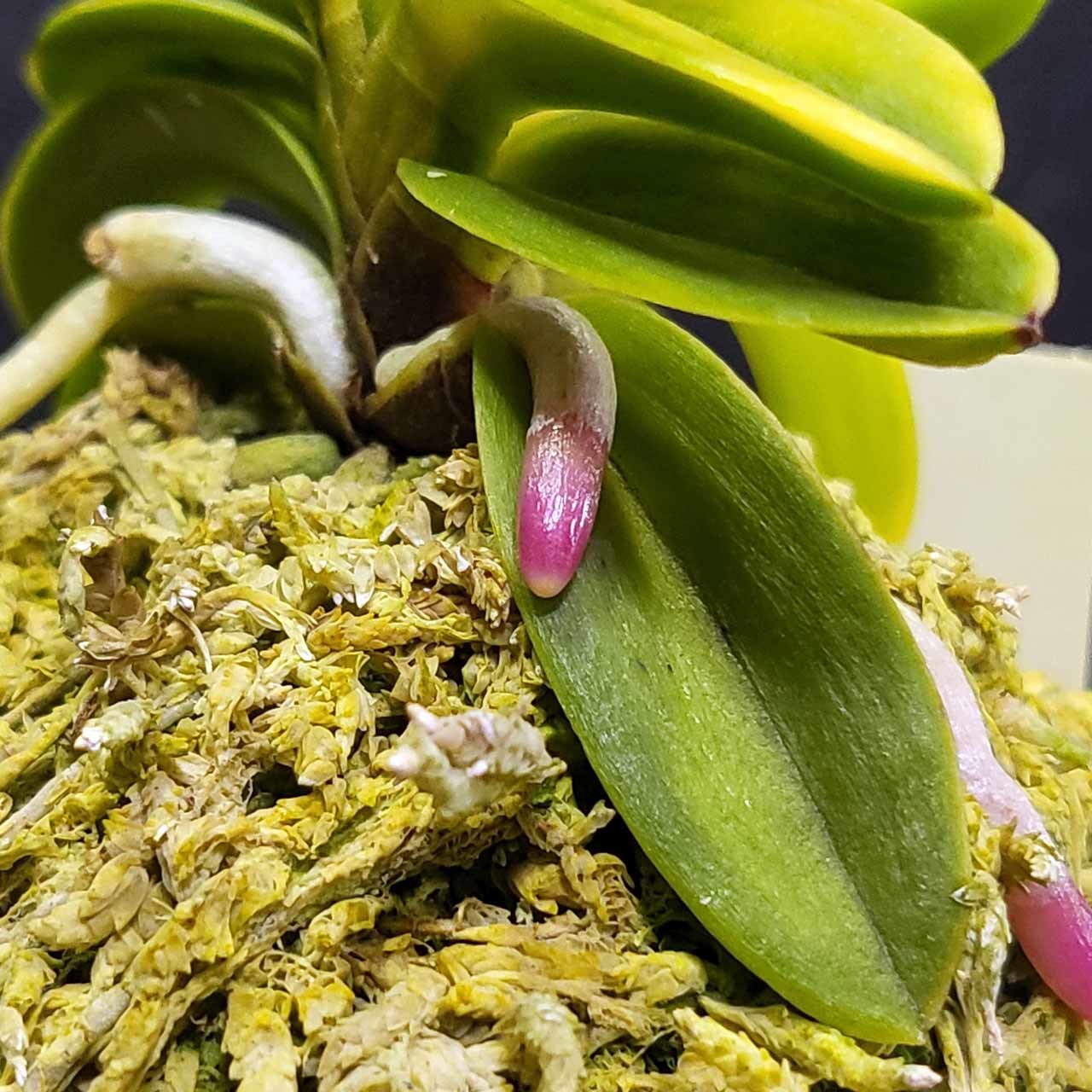 富貴蘭 ルビー根考 : 富貴蘭チャンネル