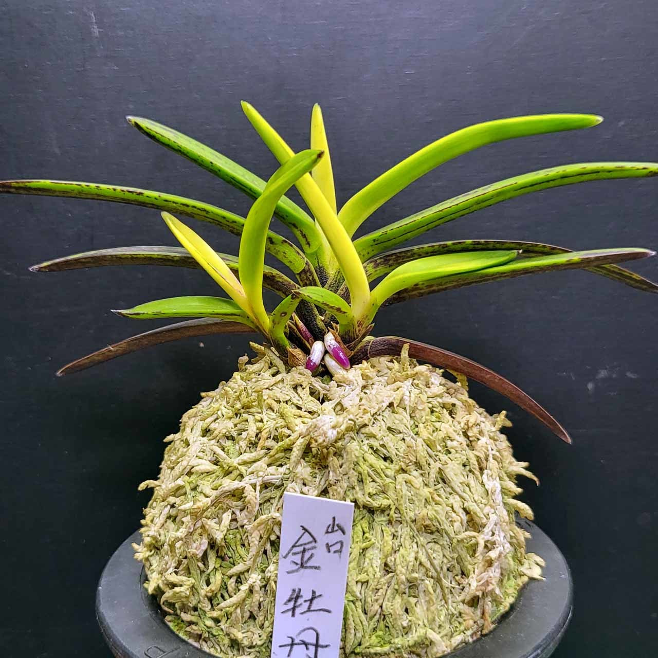 富貴蘭 ルビー根考 : 富貴蘭チャンネル