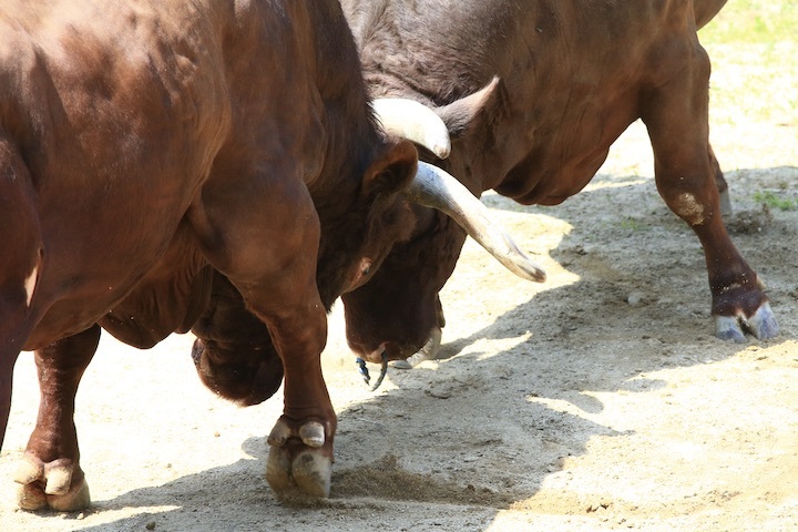 6/19 山古志闘牛 角栄号-PHOENIX 前編_b0016600_21561642.jpeg