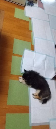 昨日は、ワンコが倒れ..._e0351303_22525042.jpg