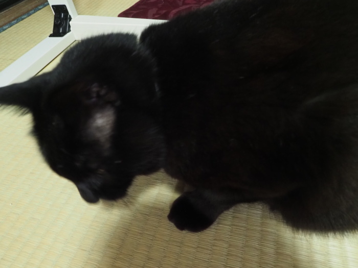 くうちゃん、ネズミを捕って来た_c0116915_00003427.jpg