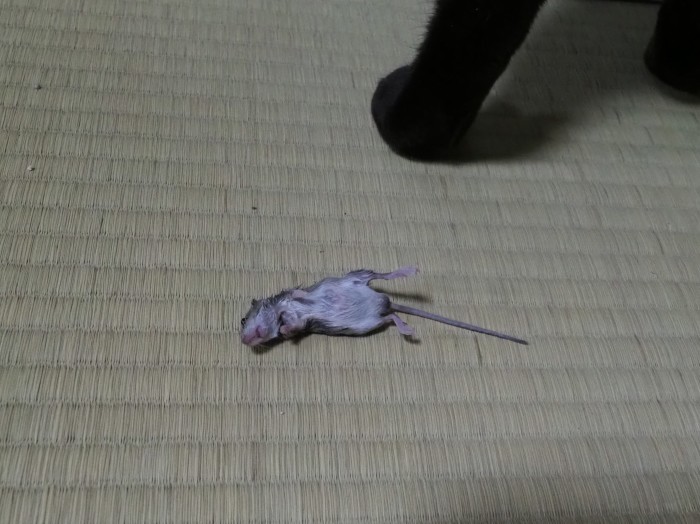 くうちゃん、ネズミを捕って来た_c0116915_00005239.jpg