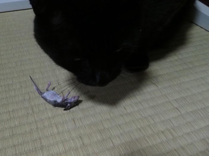くうちゃん、ネズミを捕って来た_c0116915_00010391.jpg