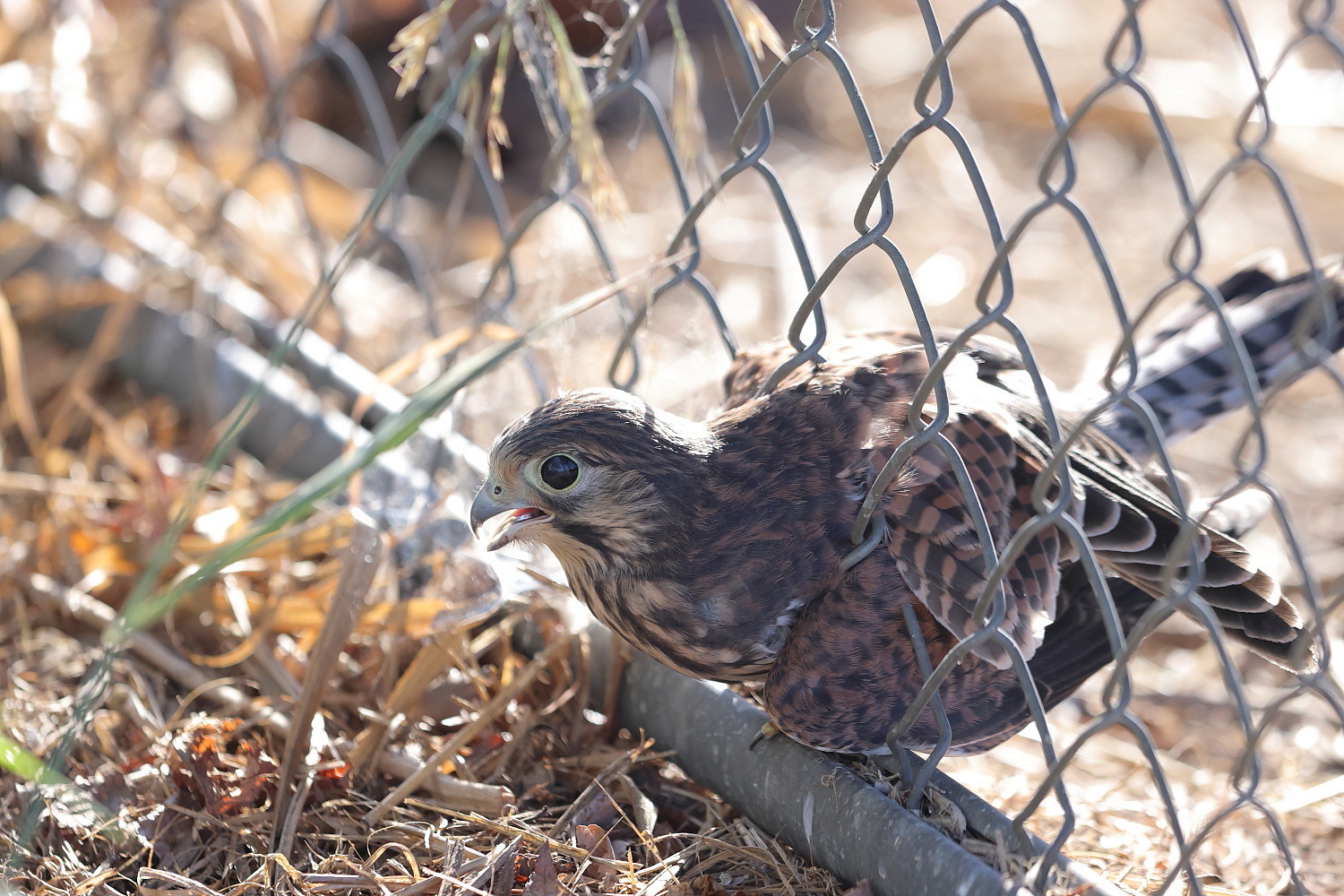 チョウゲンボウ　脱走者 ?_f0369315_22465627.jpg