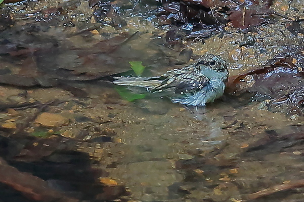 私にとって珍重の部類に入るキバシリ、初見初撮り_e0413627_10574391.jpg