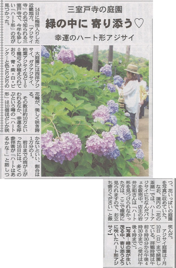 6月17日 洛タイ新報にて三室戸寺のハートマークあじさいが掲載_d0020139_22002862.jpg