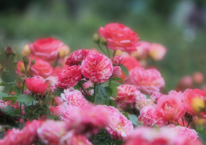 ドイリー1174❤️華麗なツル薔薇の大判ドイリーラメ糸✨54×44㎝ 毛糸 Opal-オパール- オリジナルコットン 4ply/4本撚り KFS285