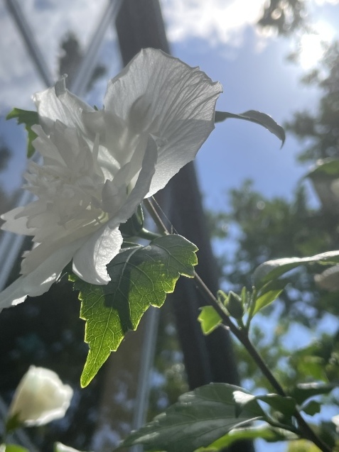 20220629 白いむくげと今日の記録_d0145345_19043521.jpeg