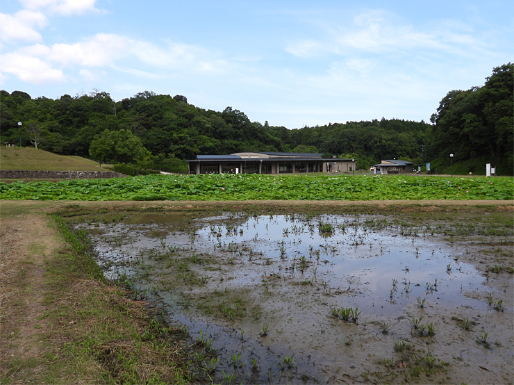 梅雨明け_f0214649_10283345.jpg