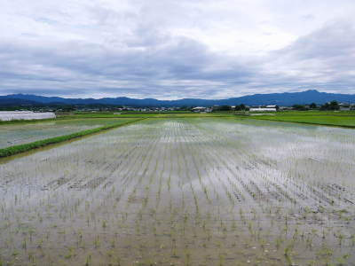 砂田のこだわりれんげ米　田植えの様子(2022)　変わらぬ土つくり！れんげを有機肥料にした田んぼです_a0254656_17212856.jpg