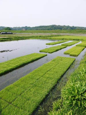 砂田のこだわりれんげ米 田植えの様子(2022) 変わらぬ土つくり!れんげを有機肥料にした田んぼです_a0254656_17362722.jpg