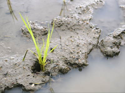 砂田のこだわりれんげ米　田植えの様子(2022)　変わらぬ土つくり！れんげを有機肥料にした田んぼです_a0254656_17522711.jpg