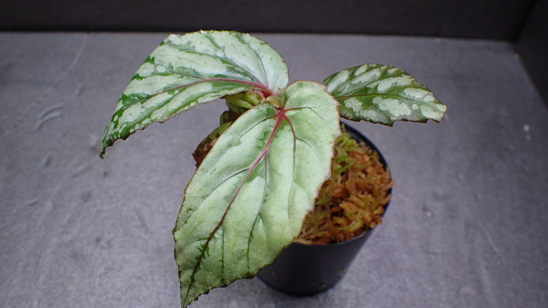 Begonia sp Sarawak #1 : ベゴの葉っぱ Begonia sp Sarawak #1 : ベゴの葉っぱ
