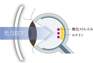 目の健康を守るレンズ　TOKAI　ルティーナ_a0307182_18003980.gif