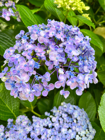 7月になりましたね・・・近況あれこれ♡_f0399901_21530974.jpg