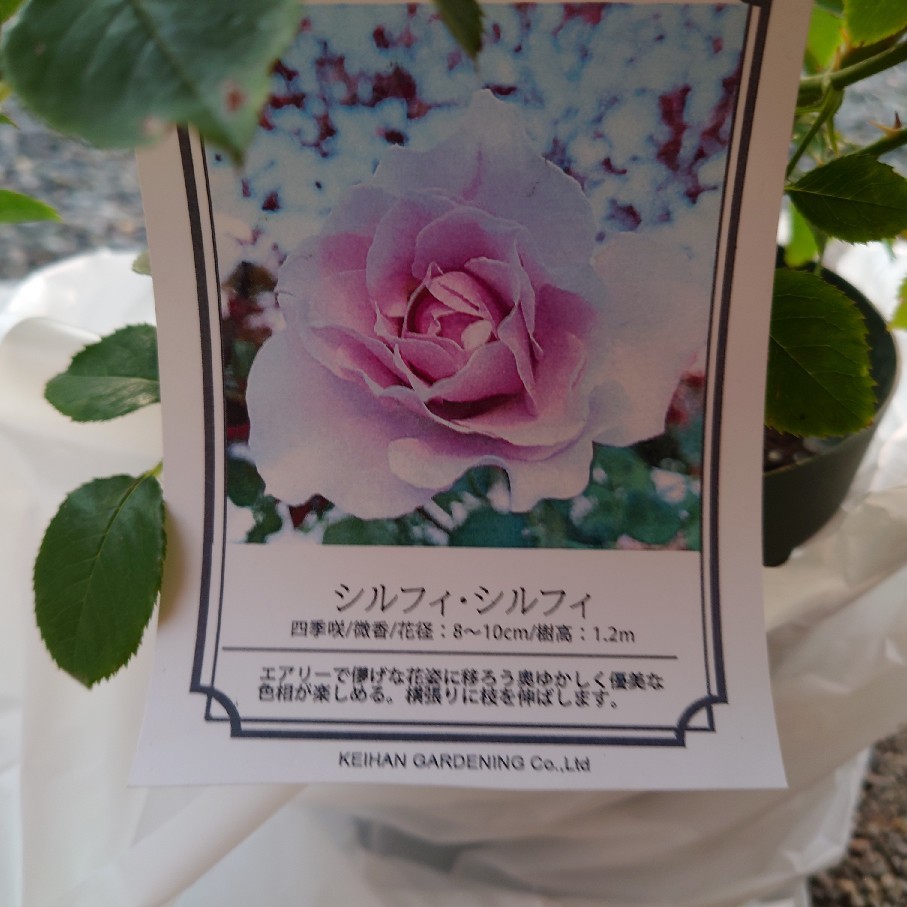 シルフィシルフィを京阪園芸で買ったよ_c0404712_23202736.jpg