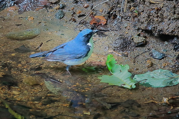 水場のコルリ、オスとメス_e0413627_16324156.jpg