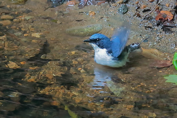 水場のコルリ、オスとメス_e0413627_16325283.jpg
