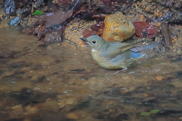 水場のコルリ、オスとメス_e0413627_16330784.jpg