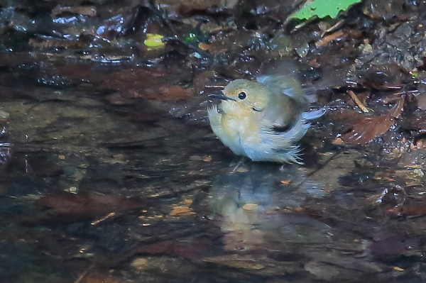 水場のコルリ、オスとメス_e0413627_16332175.jpg