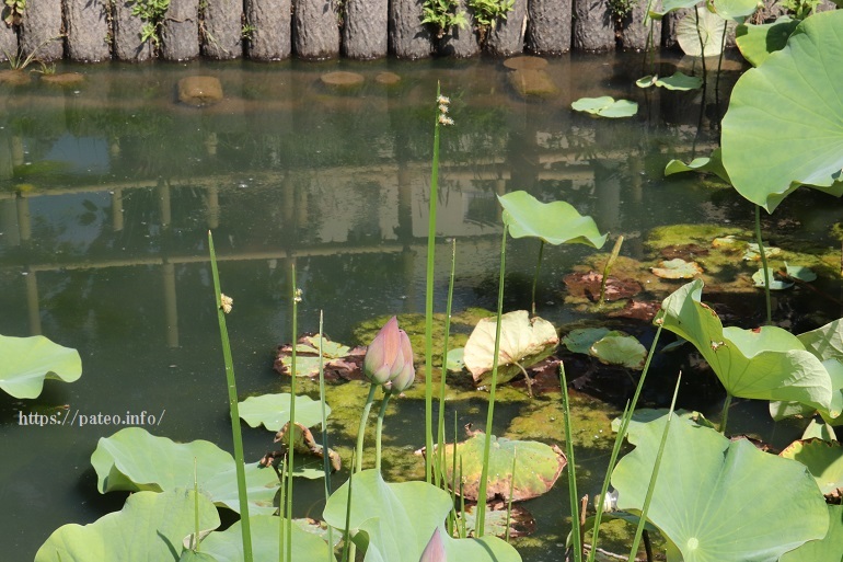 早朝、花開く大賀ハスの花を撮る！_a0214329_14511060.jpg