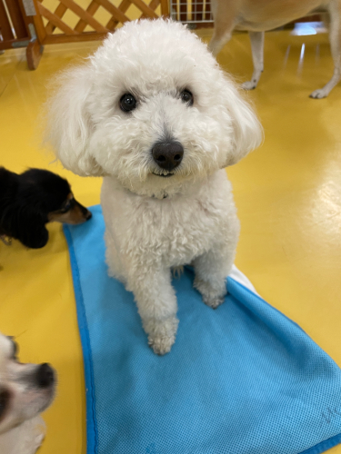 トレーニングブログ_f0357682_16110784.jpg