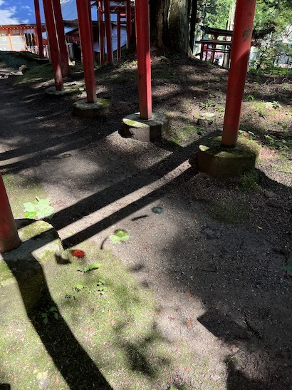 4年ぶり。盛岡〜紫波のおはなし(5)紫波水分神社の杉と紫和稲荷の御神木_a0191183_11005075.jpeg
