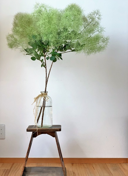 清々しい『スモークツリー』と『臼の木』 _d0249193_14242270.jpg