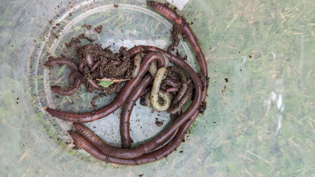 白いミミズについて 昆虫ブログ むし探検広場