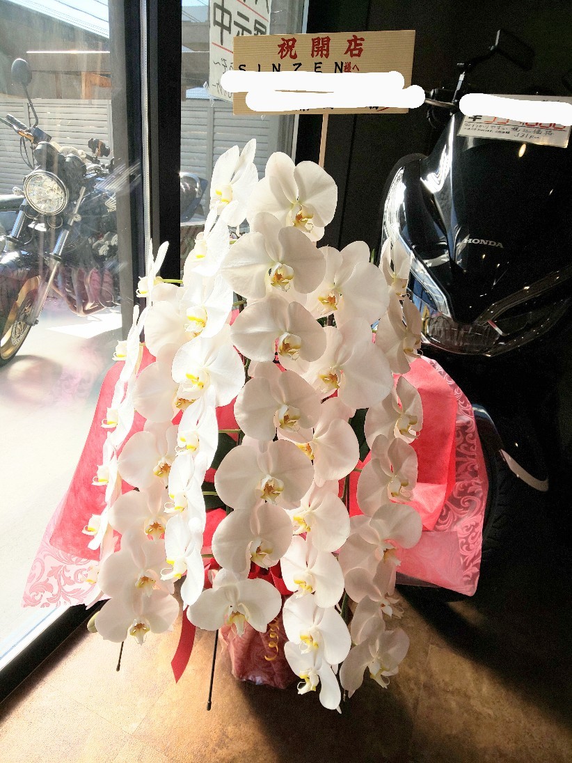 胡蝶蘭♪_e0055711_11500539.jpg