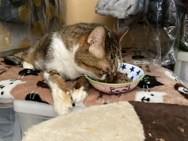 猫は痩せ旦那は太る_a0099131_12574413.jpg