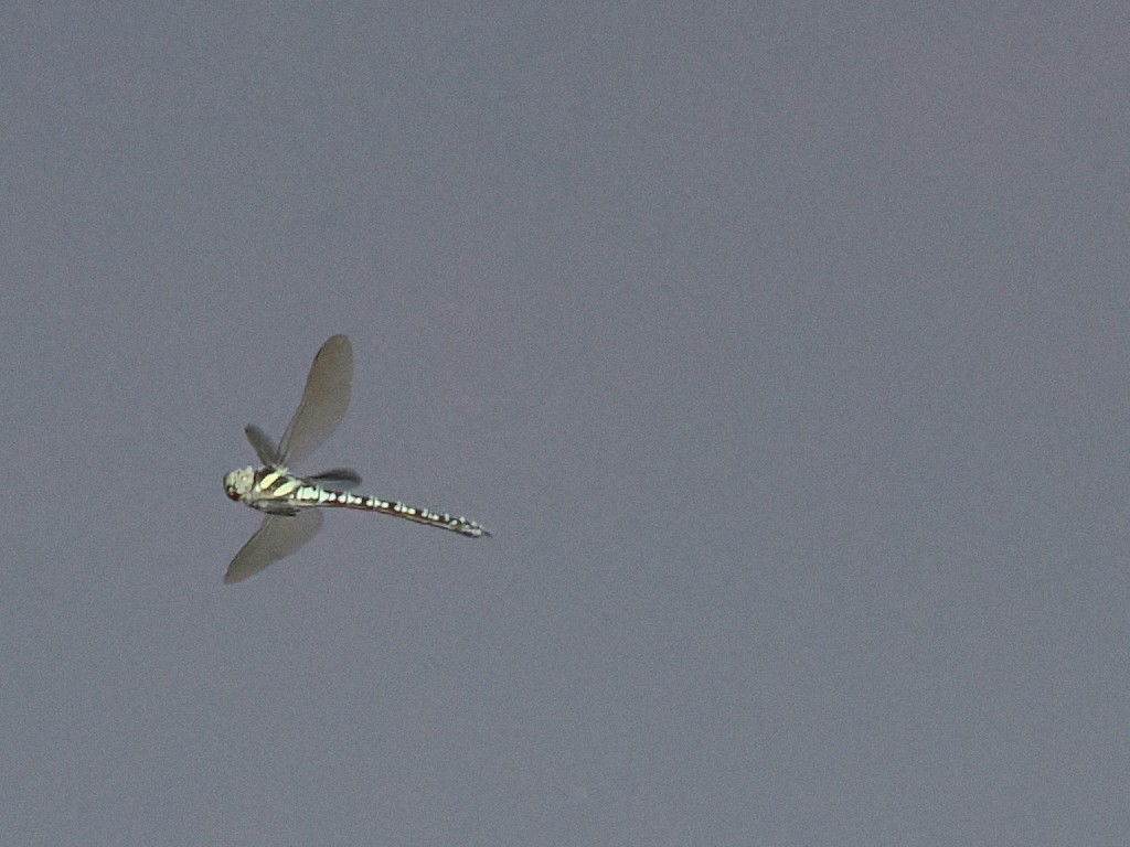 鉢伏山 ヤンマ達_f0340732_20581078.jpg