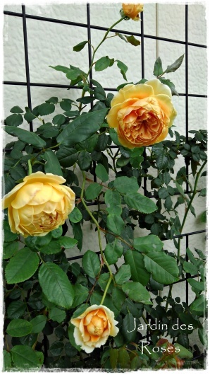 クラウン プリンセス マルガリータ の二番花は小さめ La Rose 薔薇の庭