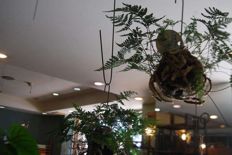 観葉植物とミラクルニーム_a0201358_17581770.jpg
