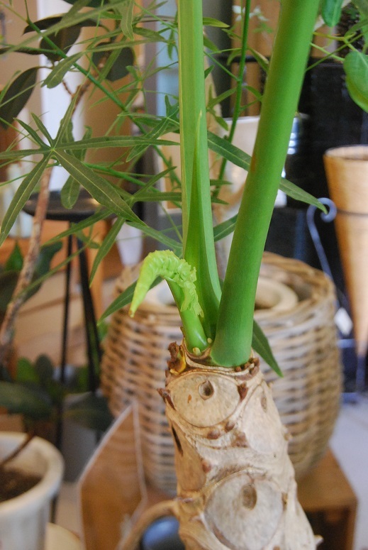 観葉植物とミラクルニーム_a0201358_18005564.jpg