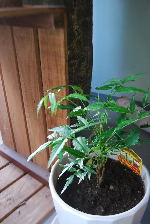 観葉植物とミラクルニーム_a0201358_18012670.jpg