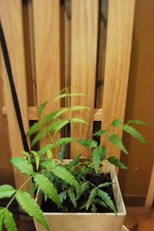 観葉植物とミラクルニーム_a0201358_18013692.jpg