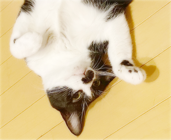 悩殺ポーズ_a0389088_16443771.jpg